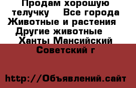 Продам хорошую телучку. - Все города Животные и растения » Другие животные   . Ханты-Мансийский,Советский г.